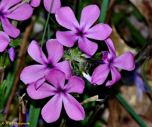 {Phlox amoena}